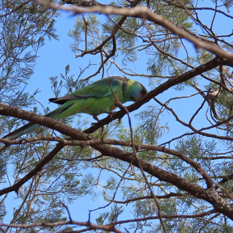 Superb Parrot