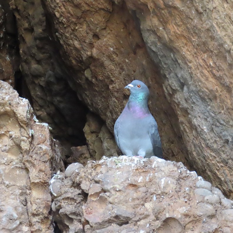 Rock Dove