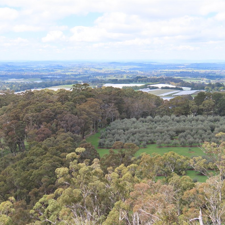 Towac Pinnacle Lookout 5
