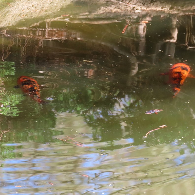 Koi