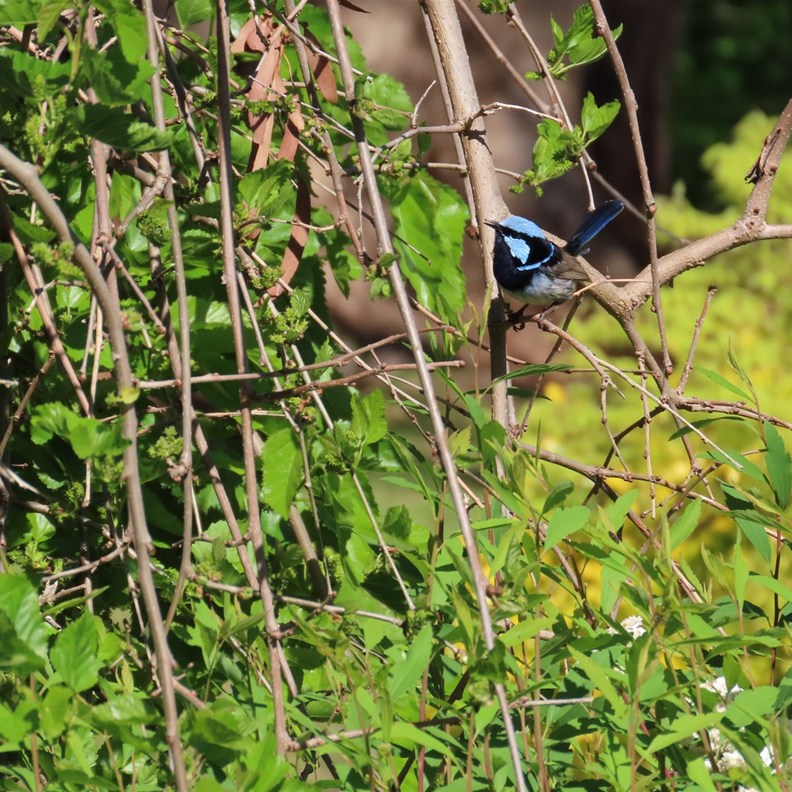 Blue Wren