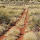 The Canning Stock Route towards Well 45