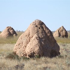 Giant termite mounds