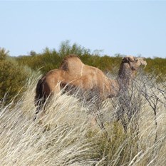 The first Canning Camel!