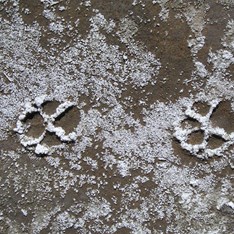 Dingo prints in the salt - Well 35