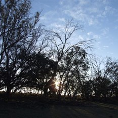 Sunset through the trees by the Anabranch