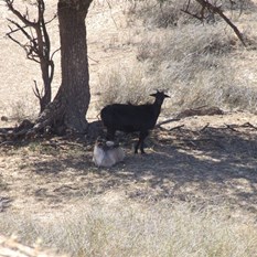 Bloody feral goats....they were everywhere!