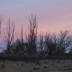 Sunset through the stark skeletons of long dead trees