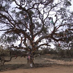 The Hat Tree. Wentworth-Renmark Road Chowilla
