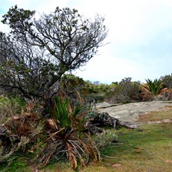 Cape Arid walk..