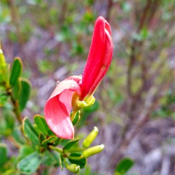 wildflower at Millers Point Reserve