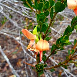 wildflower at Millers Point reserve