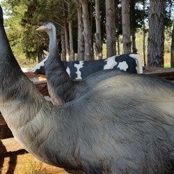 emu sculptures at the Winery/Cheese factory near Denmark