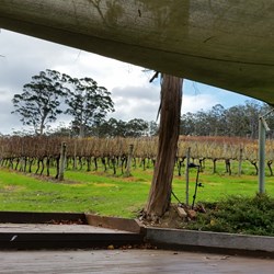a view of the vineyard where we had lunch, near Denmark