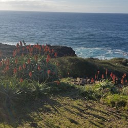 coast between Easts Beach and Kendalls Beach Kiama
