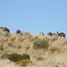 Camels in the dunes beside the Wapet Track