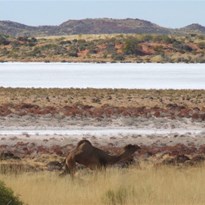 Camels moving to cross Lake Auld