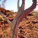 Curley barked desert tree - Rocky Knolls (Wapet)