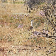 A bustard (plains turkey)by the Road