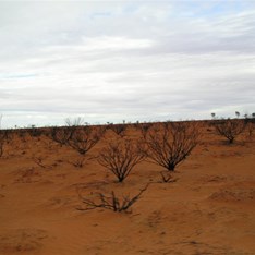 The burnt country east of Nifty Mine