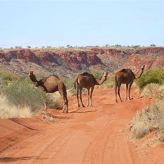 Some lean camels on the track
