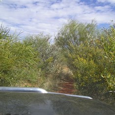 Slightly Overgrown track...You bet.
