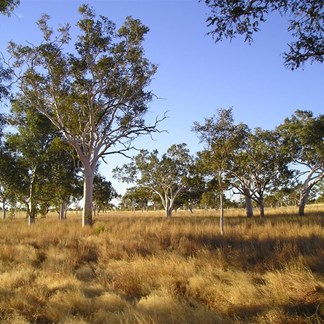 The grasslands of the southern pump camp