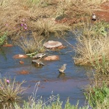 Zebra Finches at Well 24