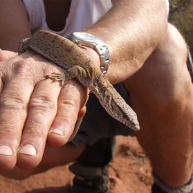 Our overnight guest - A small sand goanna