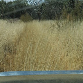 The spinifex before us - The Talawana Track.