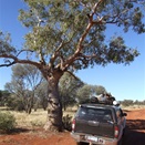 The Beadell Warburon 100 mile marker.