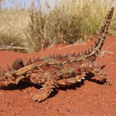 Fatboy the Thorney Devil