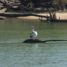 One of our neighbours