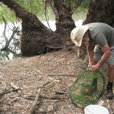 baiting the cherapin traps in the Norman River Qld
