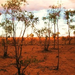 Sunrise at bush camp on the Mt Isa - Boulia road