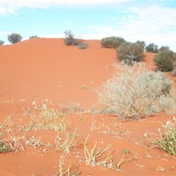Red sand dunes near Windorah