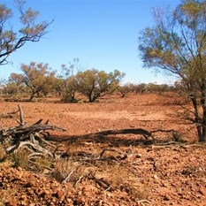 Bushcamping near Grey range
