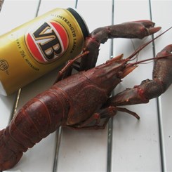 redclaw and beer at Theresa Creek