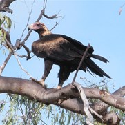 wedge tailed eagle on the roadside near Burdekin dam