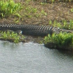 crocodile in Eubenegee swamp near Babinda QLd