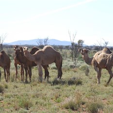 Some very healthy looking camels near Wingellina.