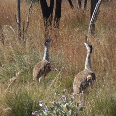 A pair of Bustards (Plains Turkey)