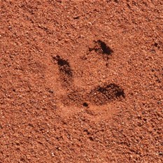 Sign of the Bustard!