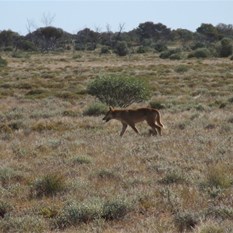 A local on cruise control - he knew where he was going.
