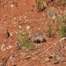 Only the size of a 10 cent piece, spot the quail chick.