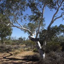 Well 16 CSR - Shady and haven for birdlife