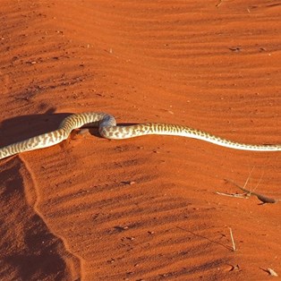 The Stimson's Python near Durba Spring
