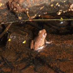 One of Durba's fine frogs.