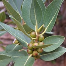 Native Fig in Drapers Gorge