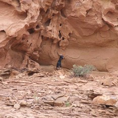 The bleating culprit - Rather a rifle scope than a zoom lens!